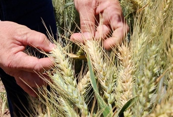 agricultura sustentable