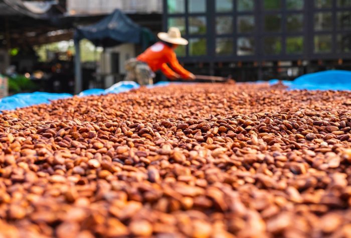 Producción de cacao contribuye a la recuperación económica de México