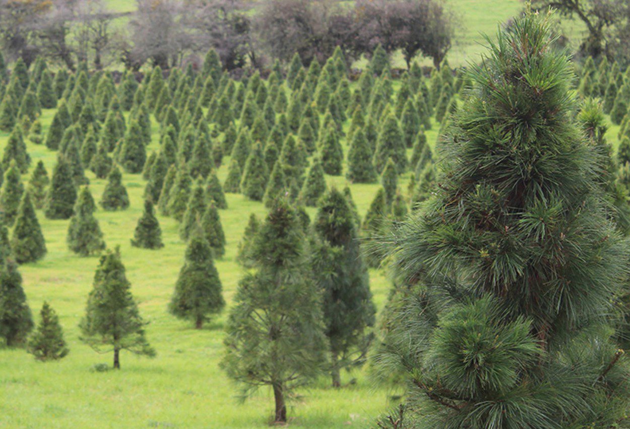 Producción de árboles de Navidad