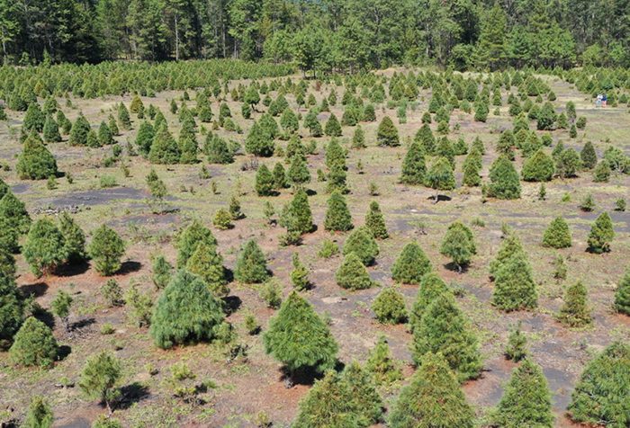 Producción de árboles de Navidad