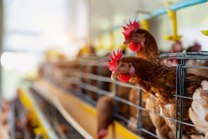 Brasil reemplaza a Ucrania en la exportación de pollos generando aumento de precios locales