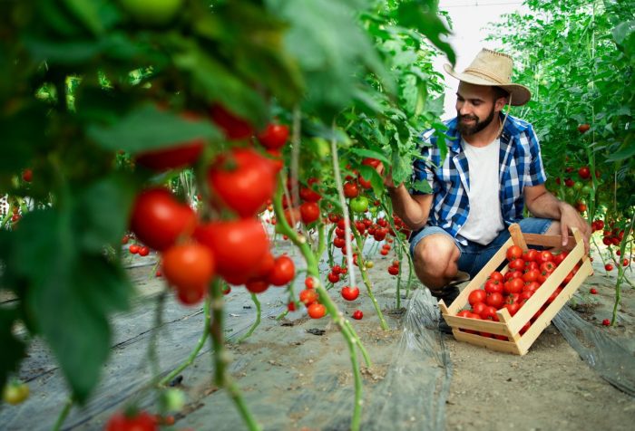 Así funciona la cadena de suministro agrotech de Frubana