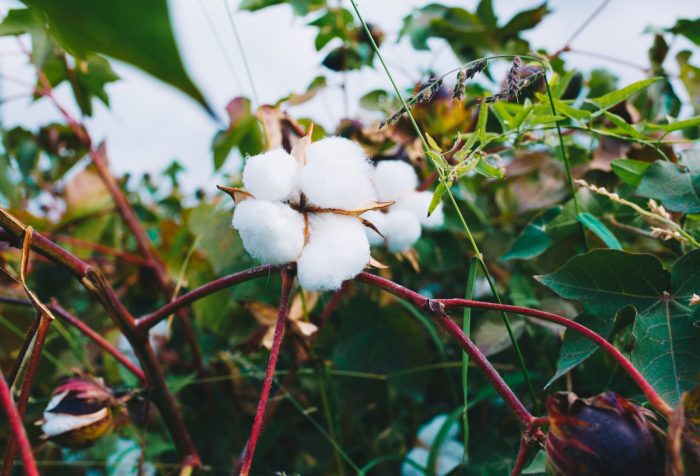 En picada el suministro mundial de algodón