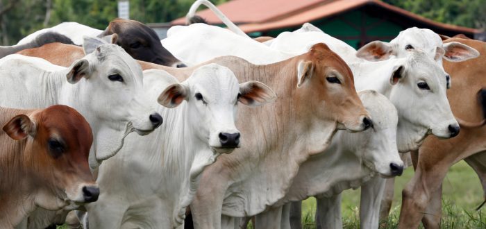 Exportación de carne brasileña a China se aplaza tras primer caso de “vacas locas”