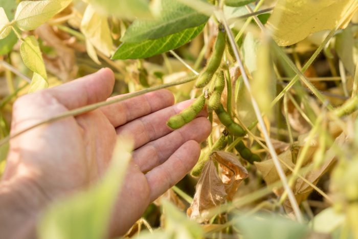 Exportación de soya se ve afectada por sequía en Argentina