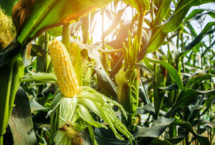 producción maíz México