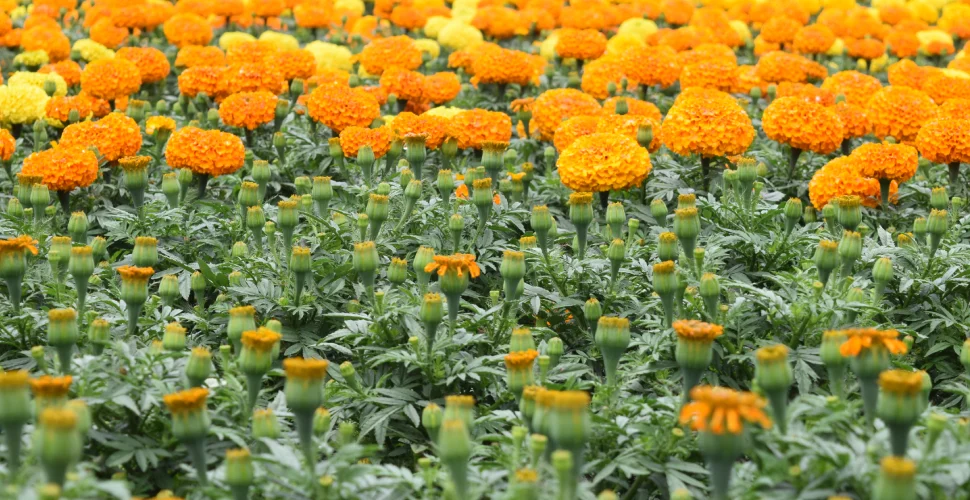 cempasuchil-mexico-produccion-clima-plantas-flores-dia-muertos