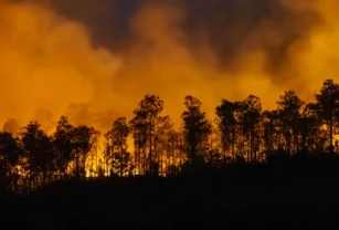 incendios-forestales-proteccion-cadena-suministro