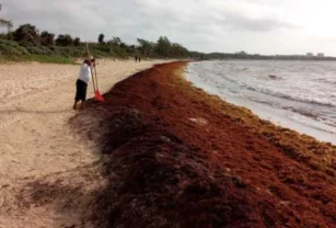 sargazo-alga-caribe-mexicano
