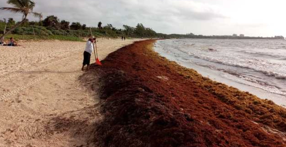 sargazo-alga-caribe-mexicano