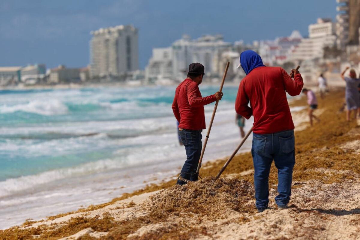sargazo-mexico-playas-caribe-operaciones