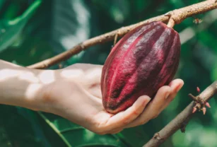cacao-produccion-mundial