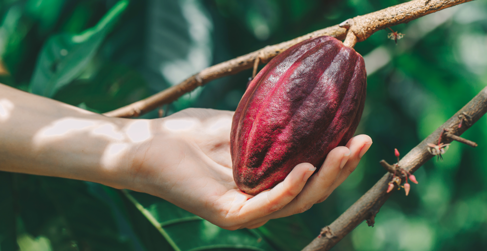 cacao-produccion-mundial