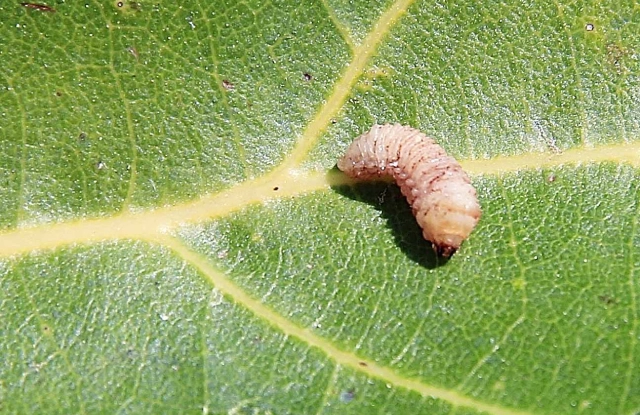 gusano-barrenador-impacto-ganaderia-mexicana-2