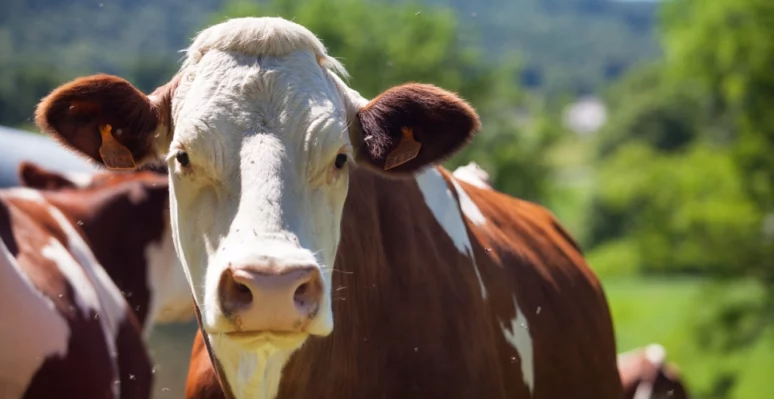 gusano barrenador ganadería mexicana