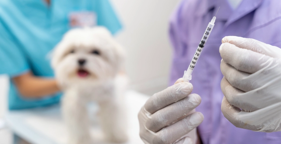 cadena de frío medicamentos veterinarios