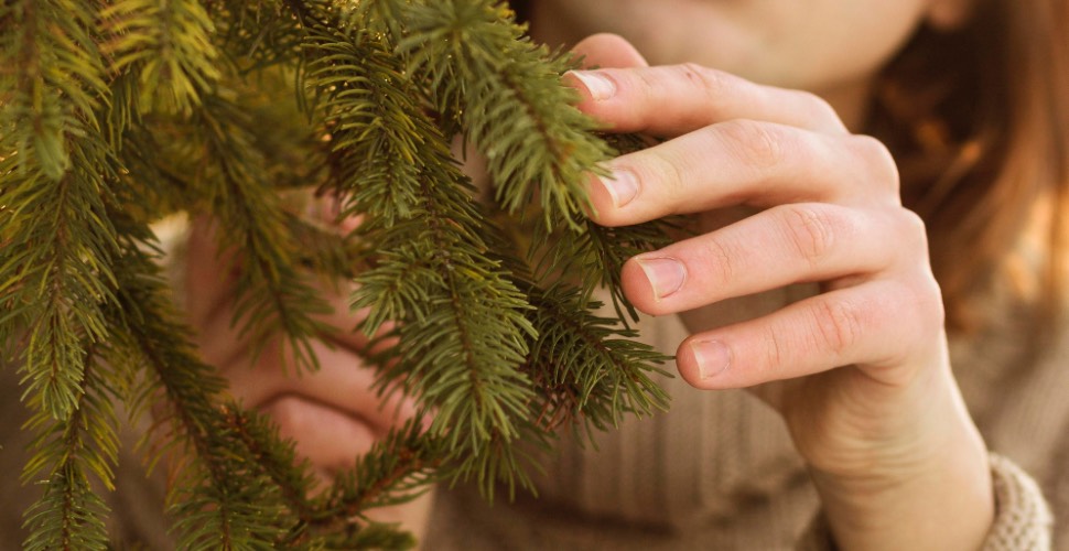 Árboles de Navidad llegan frescos por cadena de frío.