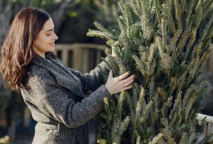 Cadena de frío para árboles de Navidad naturales.