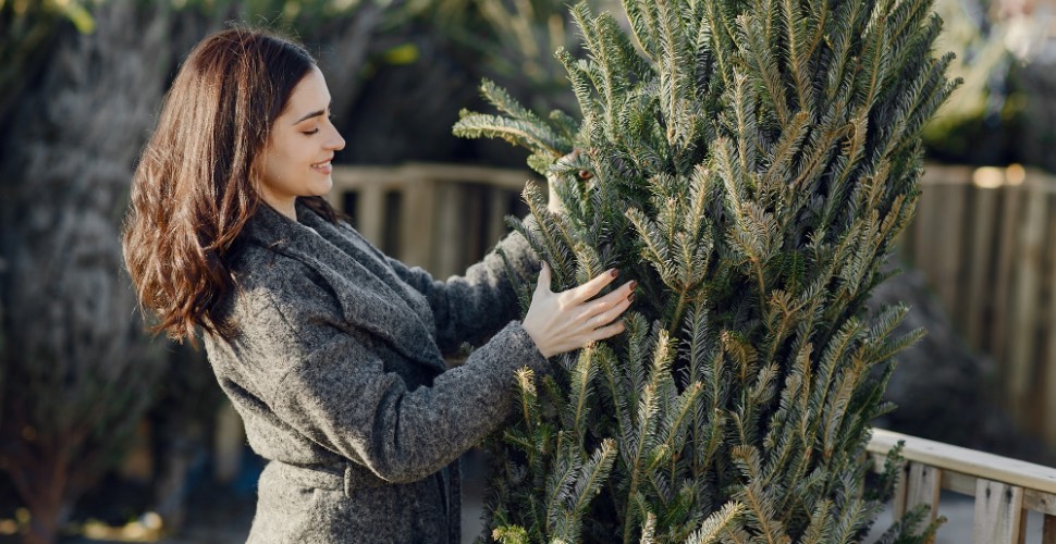 Cadena de frío para árboles de Navidad naturales.